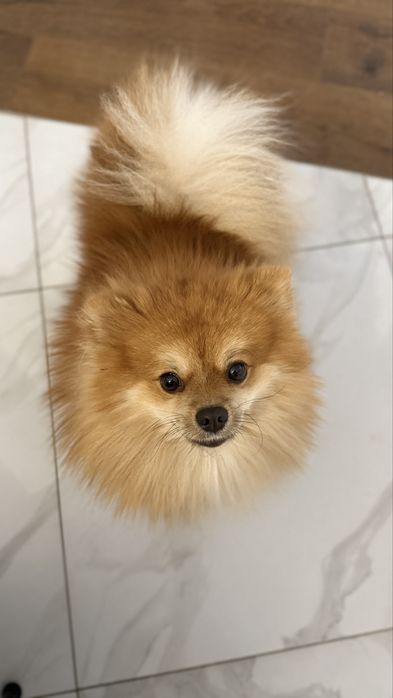 Померанский шпиц ищет невесту