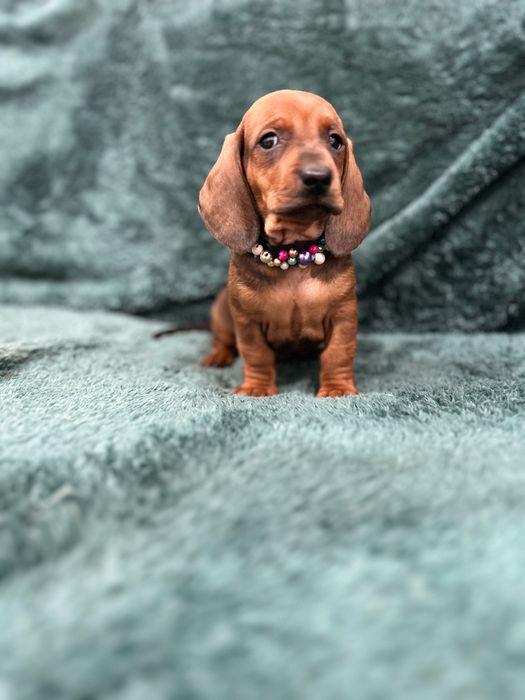 Femela teckel cu Pedigree FCI