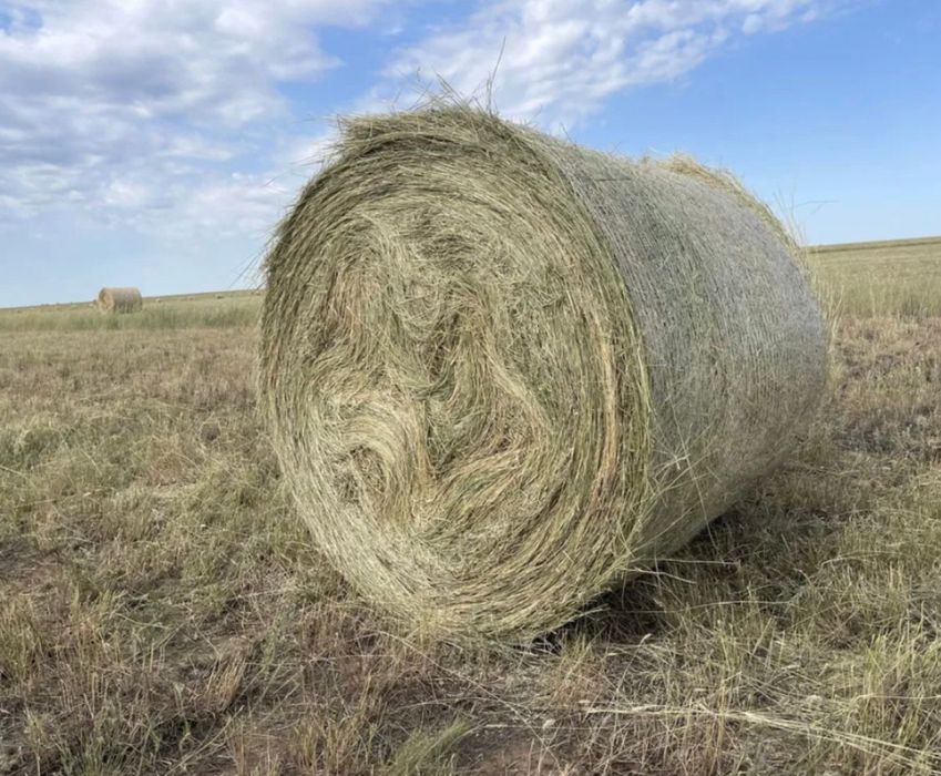 Сено прошлого года житняк