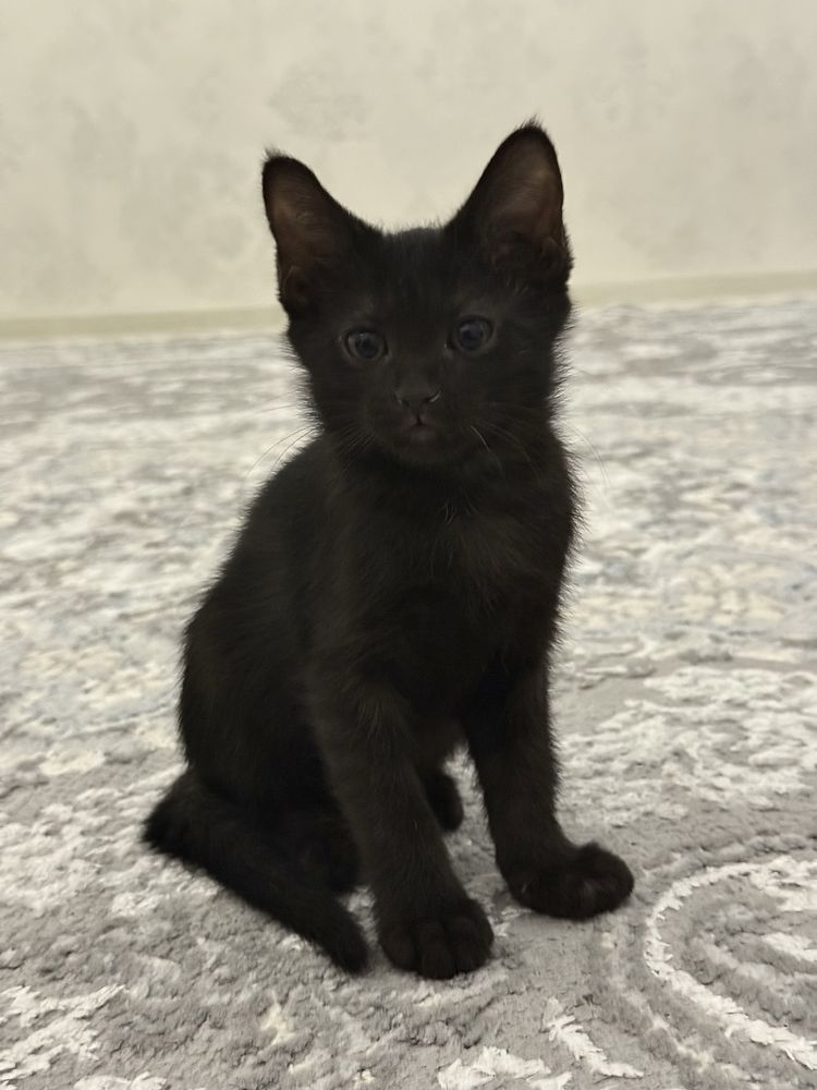 Отдам Котят Бесплатно