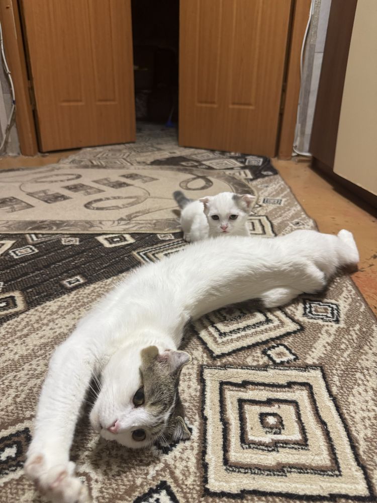 Котята шотландцы в добрые руки !
