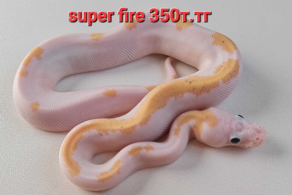 Самка,королевский питон.