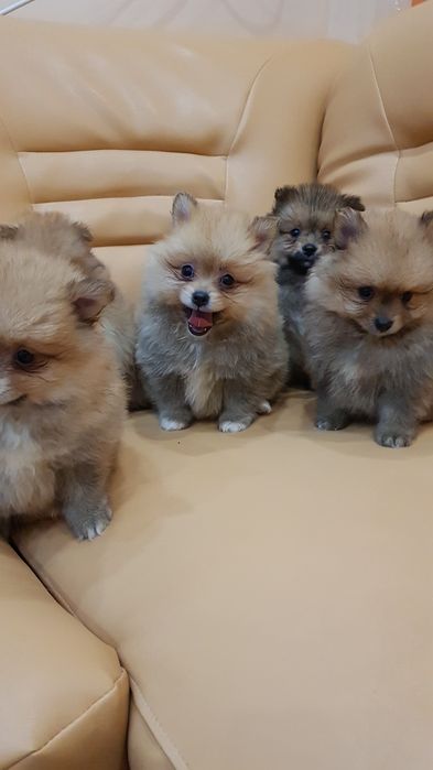 Померан померанчета Гр София снимки от днес 05.12.2025г