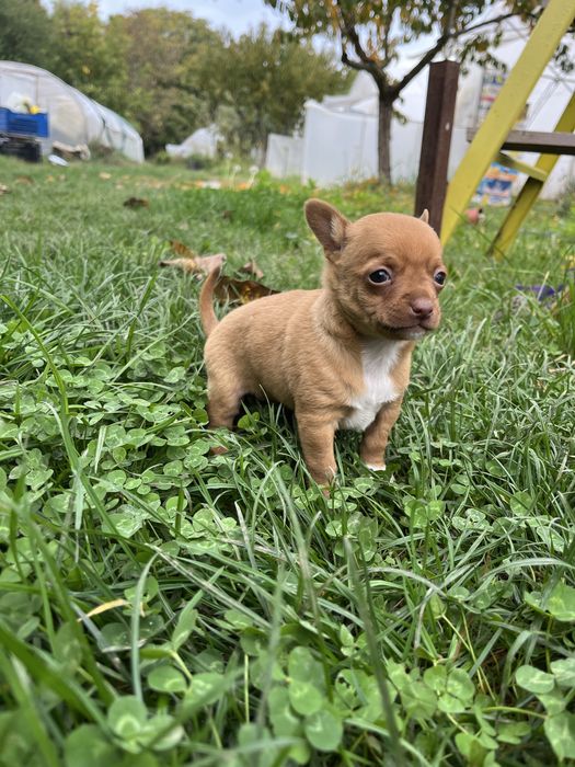 Продавам мъжко куче-пинчер