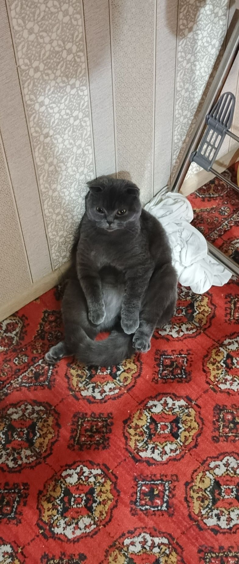 Скотиш страйд мушук сотидади