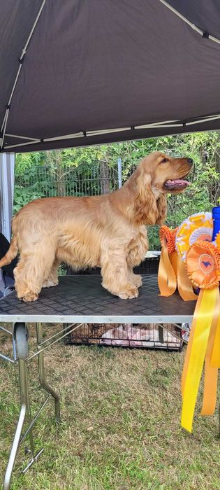 Кокер шпаньол  момче родословен баща