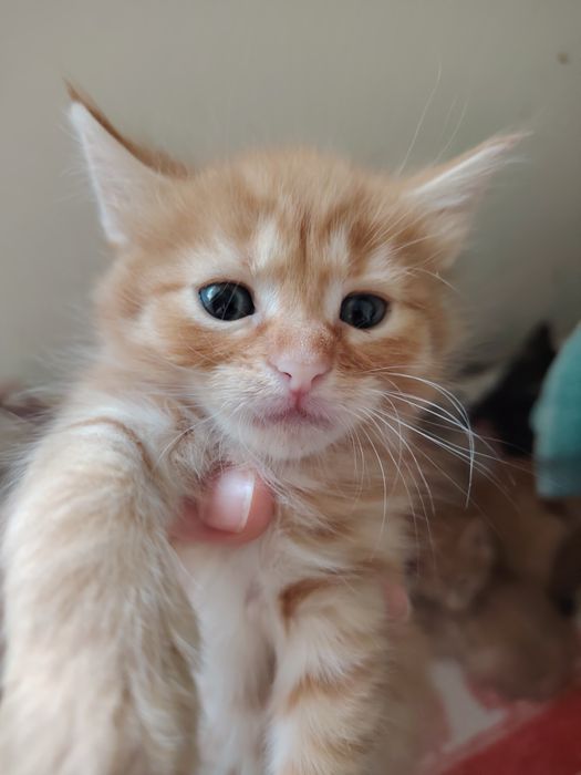 Дарю котят мама мейнкун папа неизвестен