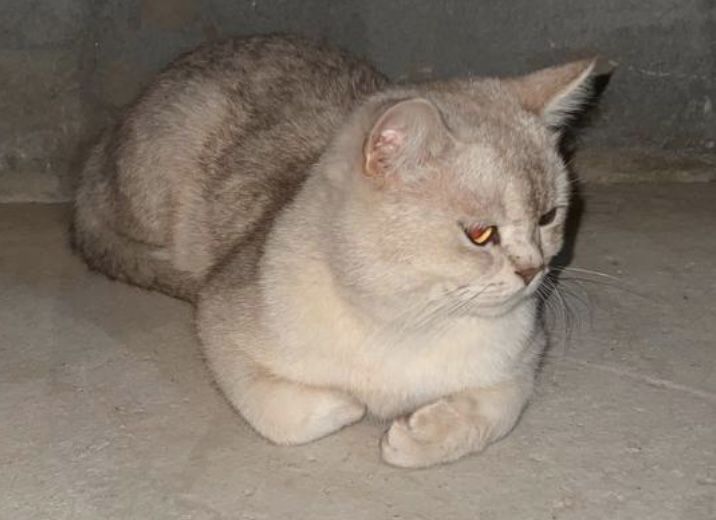 Продаю котёнка — британец, 9 мес, мальчик