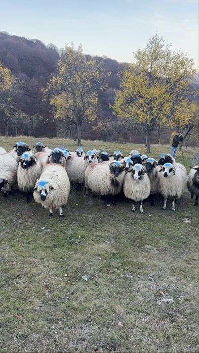 De vanzare,28 de oi breze si bucalai din breze