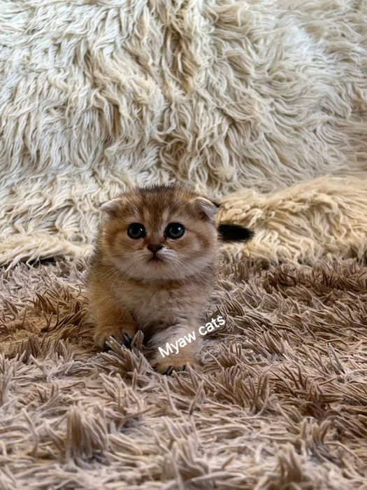 Продаётся Шотландских котята
