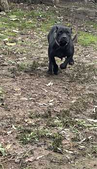 Presa canario femela neagra