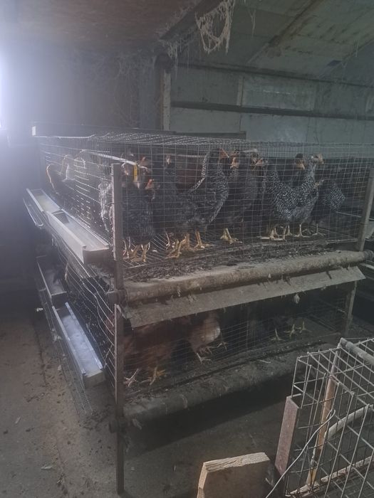 Vand baterii/ custi pentru gaini ouatoare