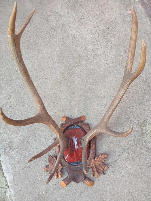 Trofeu de vanatoare cerb
