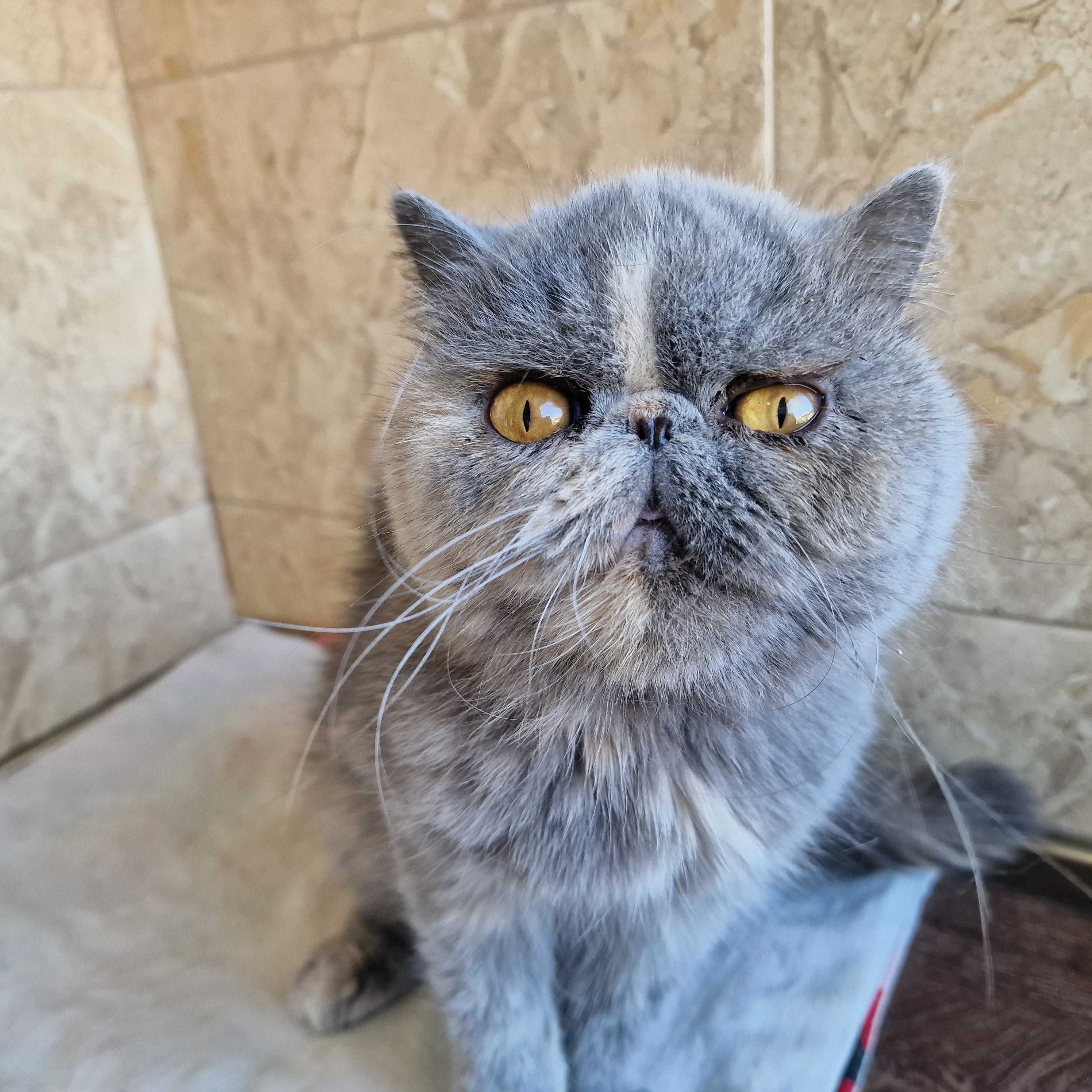 Женска екзотична котка на 4 години.