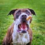 Afacere de e-commerce la cheie: Petfood cu personalitate