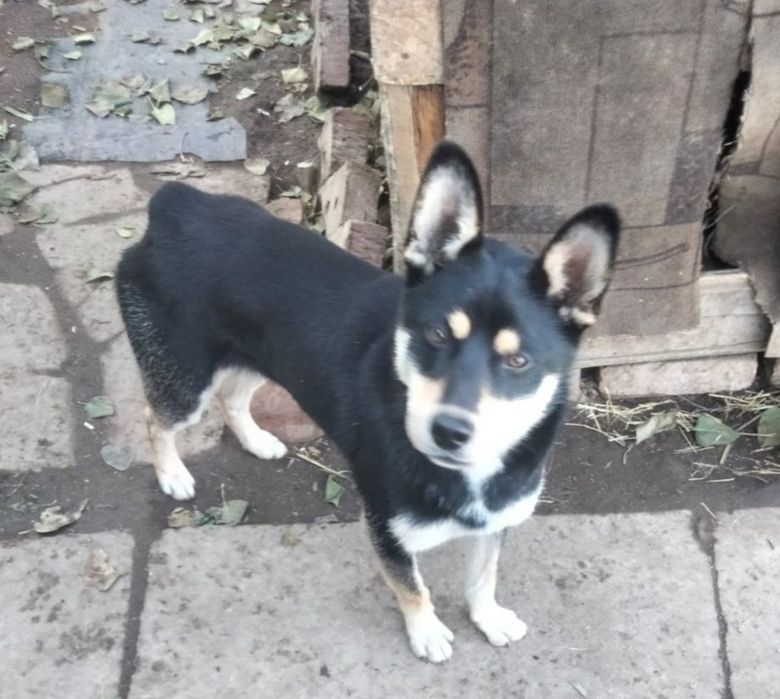 Отдам собаку небольшую