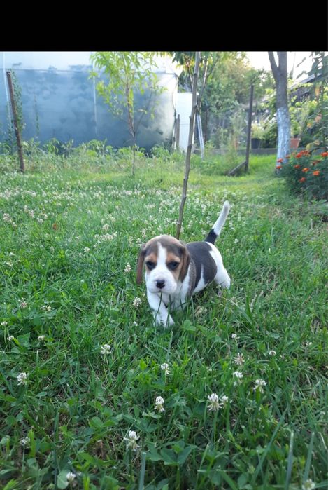 catel beagle tricolor