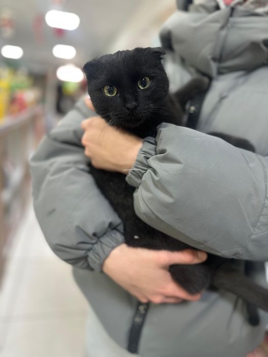 отдам котенка в добрый руки!