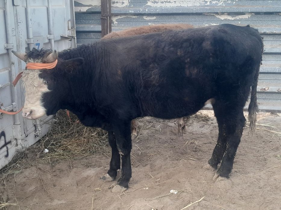 1,5 жасар семіз бұқалар.