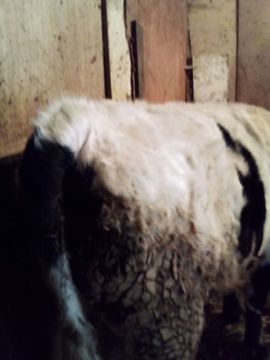 Прода быка, мясистый