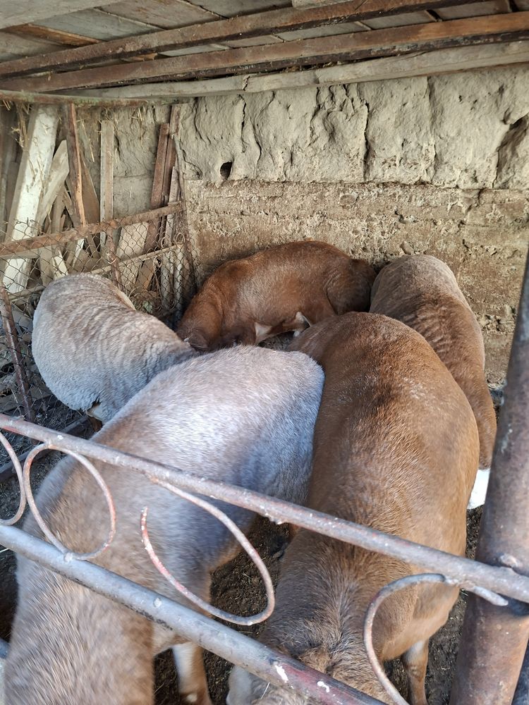 Qurbonlikka Qo’ylar Bor