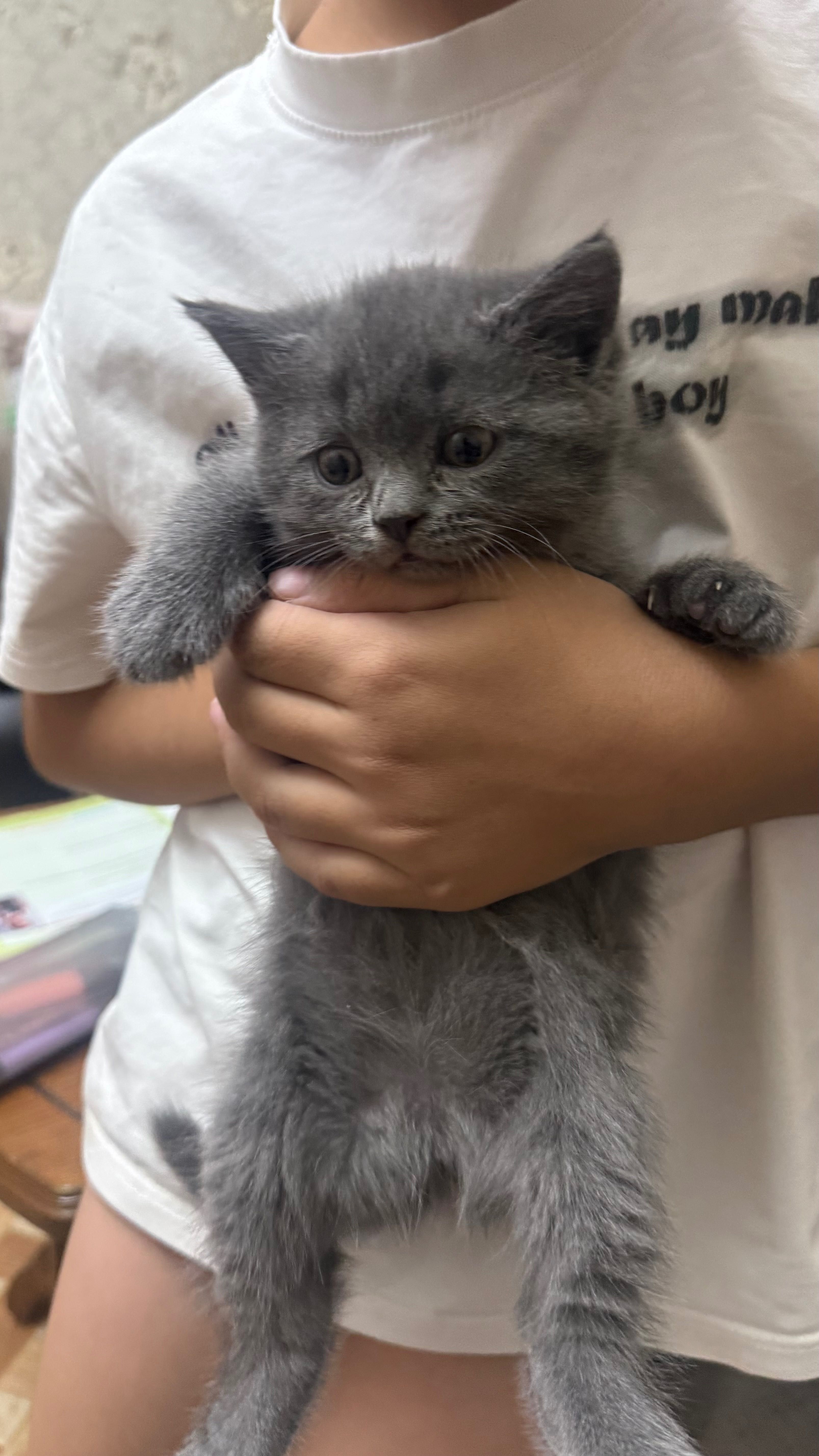 Котята Скотиш-Фолд и Скотиш-Страйт