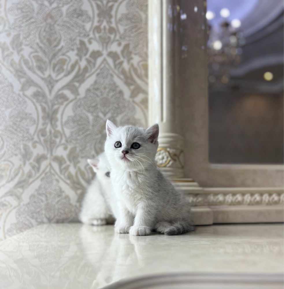 Чистокровный Британский котята(Серебристая Шиншилла)
