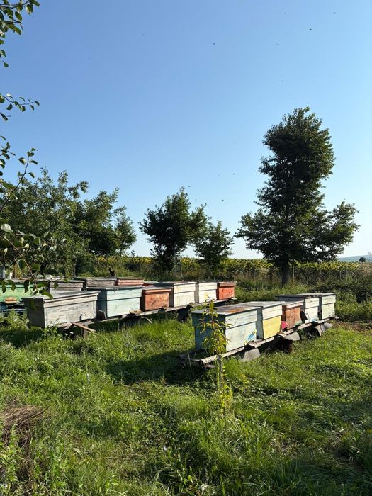 Miere de albine poliflora