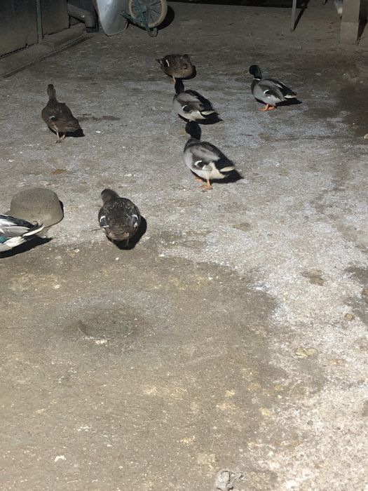 Rate  Salbatice Pitesti