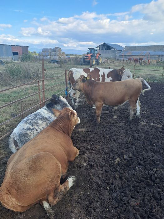 Vând viței de 200-300kg