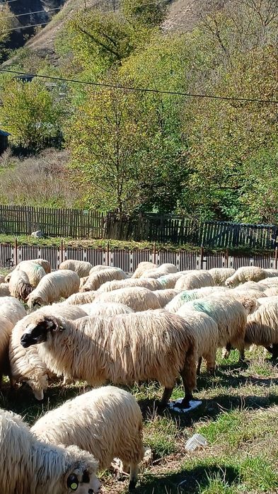 vand oi turcane,tinere