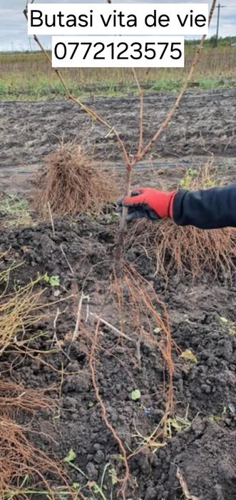 Butasi vita de vie