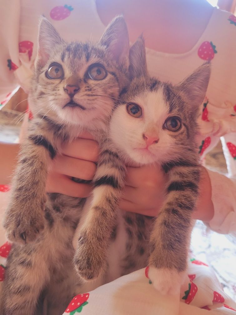 Даю кошек 1 мальчик и 1 девушка