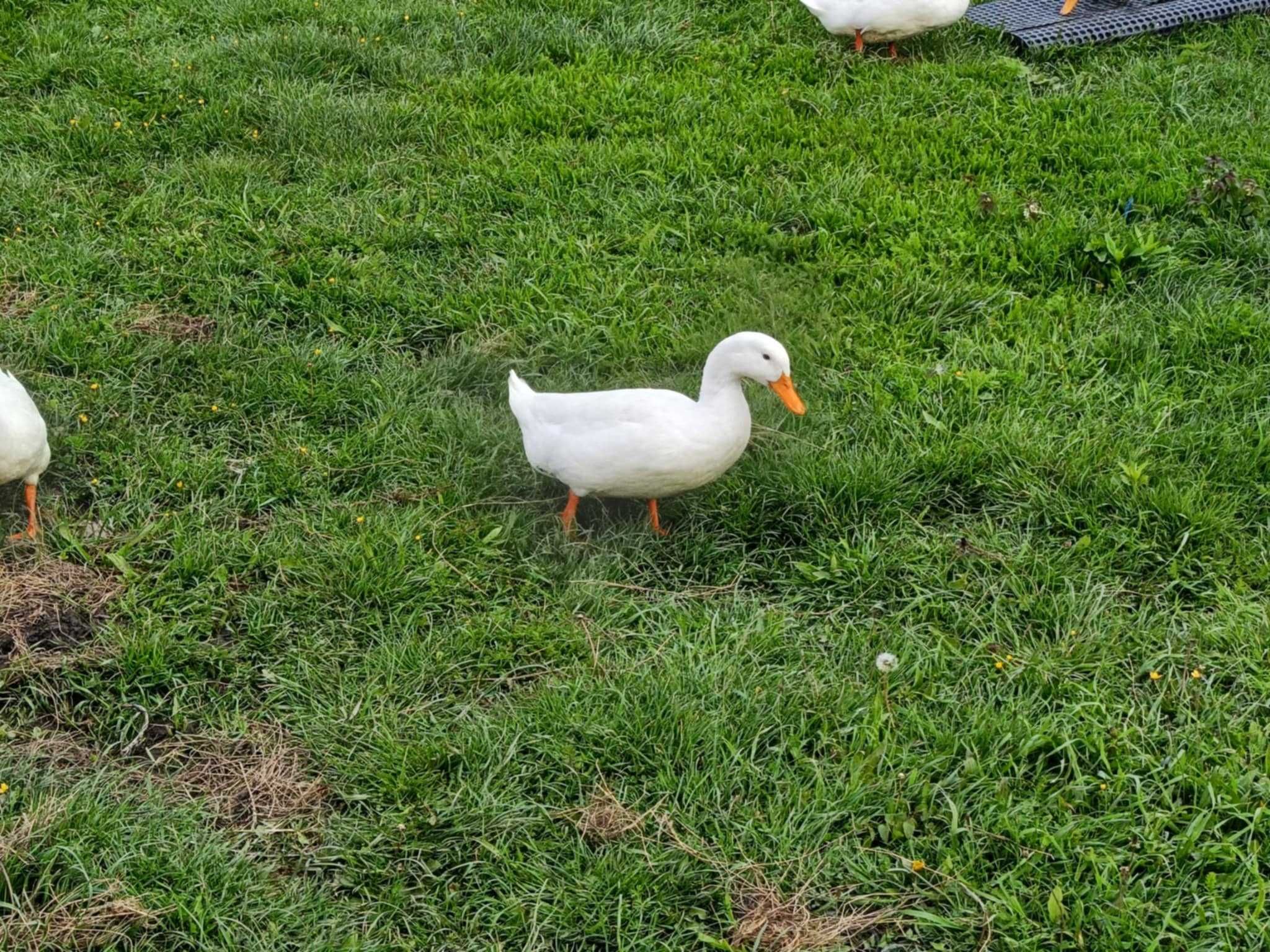 oua de incubat rate Pekin