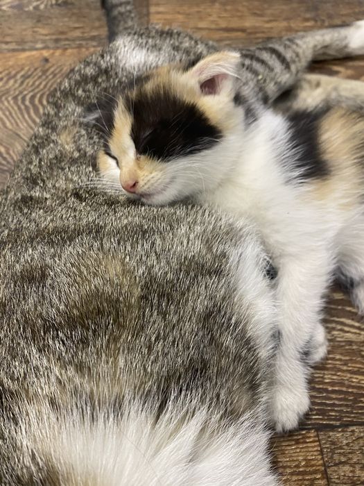 Милашки бесплатно