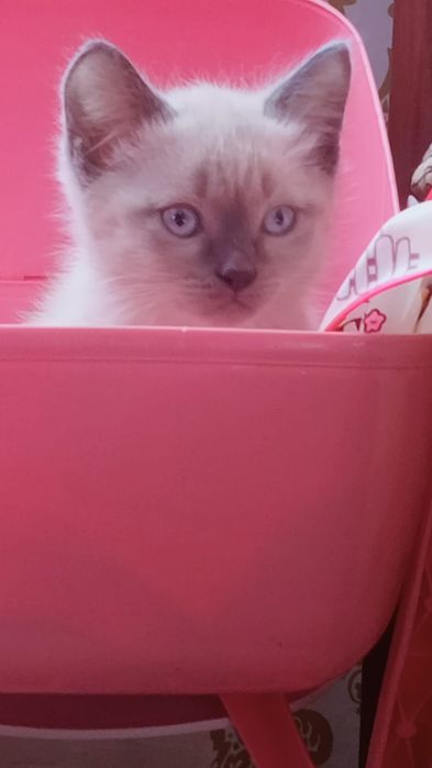 Дарю котика 1,5 месяца , мальчик