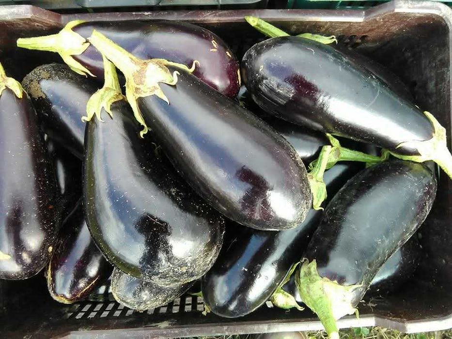 Roșii și vinete de vănzare!