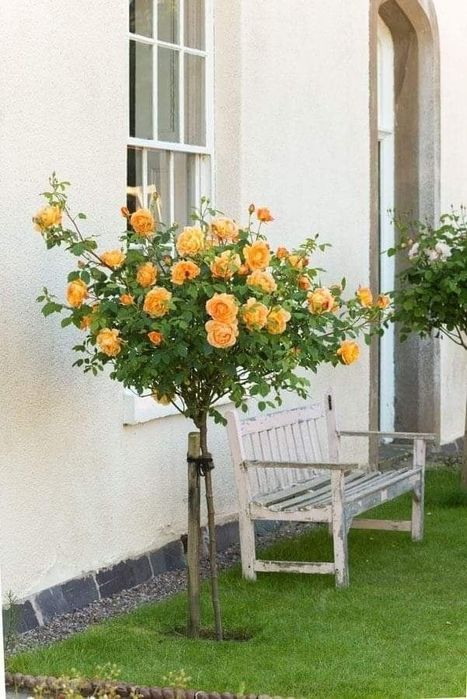 Trandafir Pomișor (Diferite Culori )