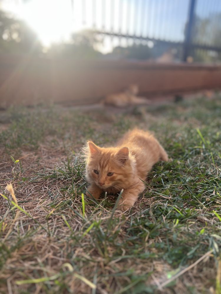 Котенок девочка 3 месяца в поисках дома