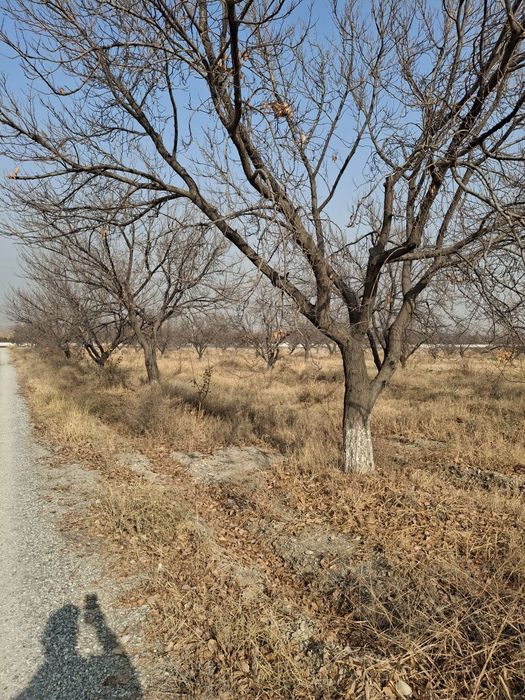 Урик утин сотилади