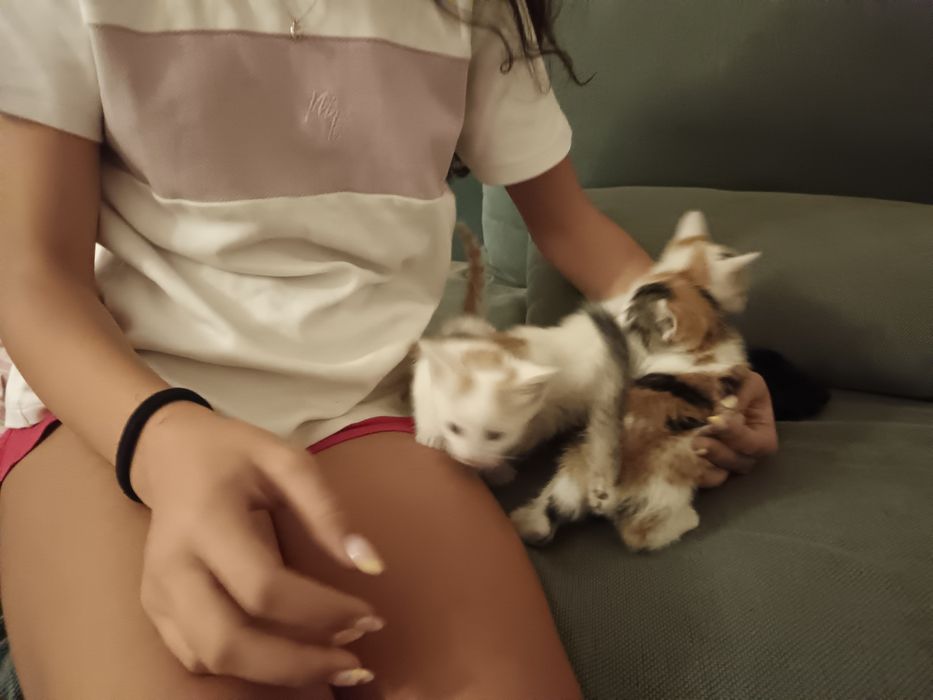 Котенца малки подарявам две женски и едно мъжко.