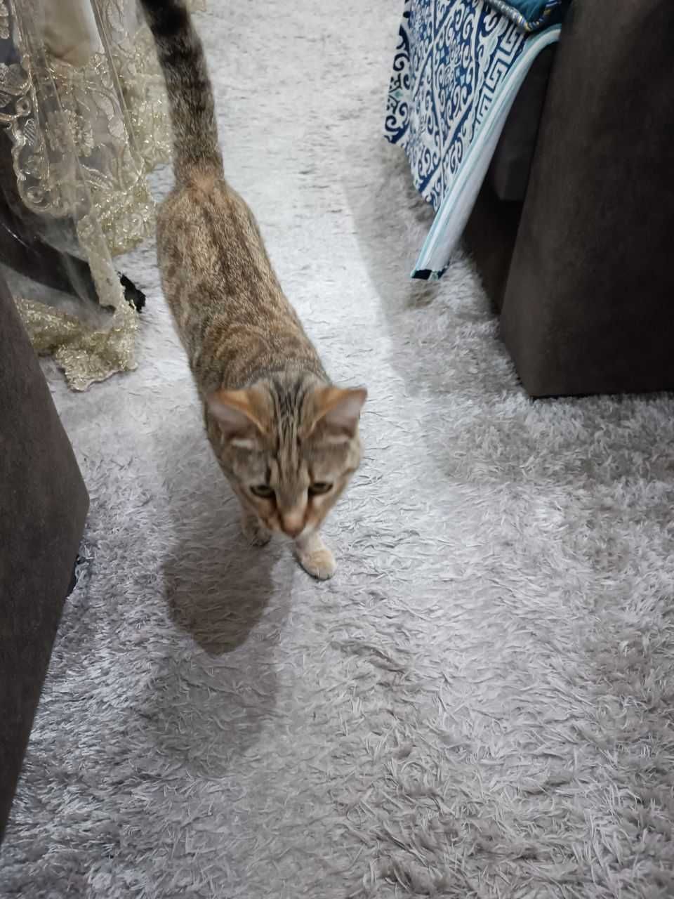 Кошка 10 месяцев