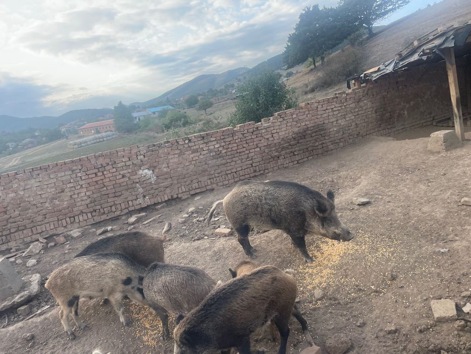 Прасета за продаване