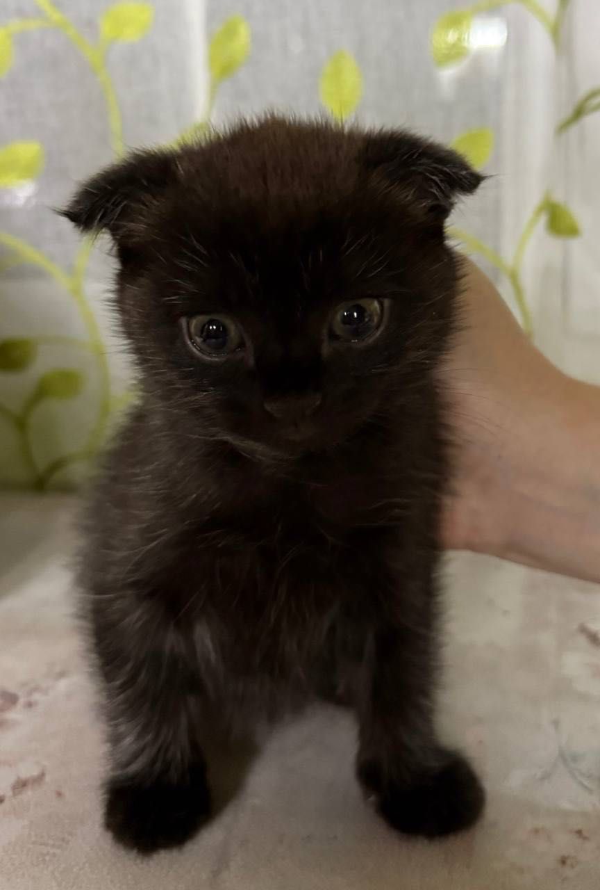 Короткошерстный британец Фолд