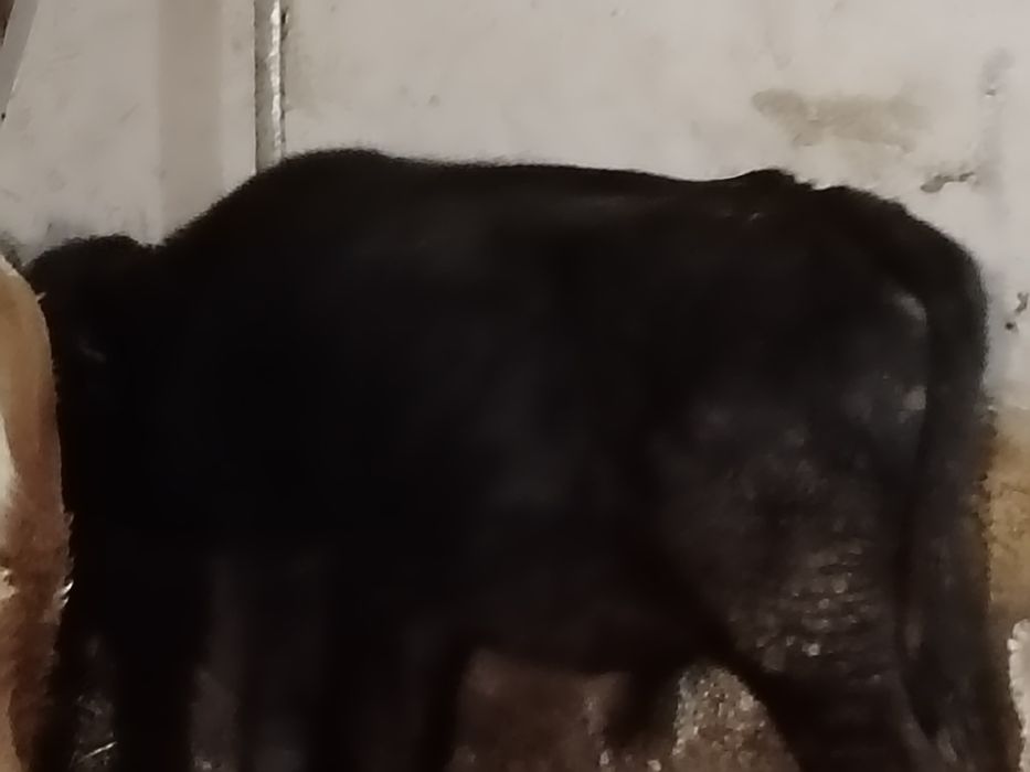 Tauri și vitele baltati și angus