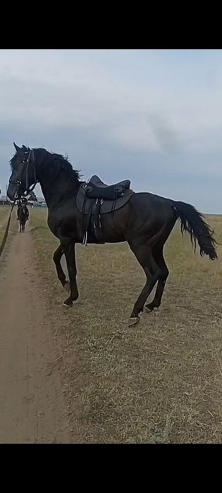 Жеребец чиста кровныи кабардин карачаи