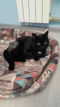 Красивый черный кастрированный кот в ответственные руки
