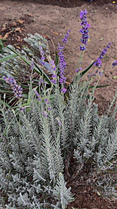 Plante de exterior si pomi fructiferi