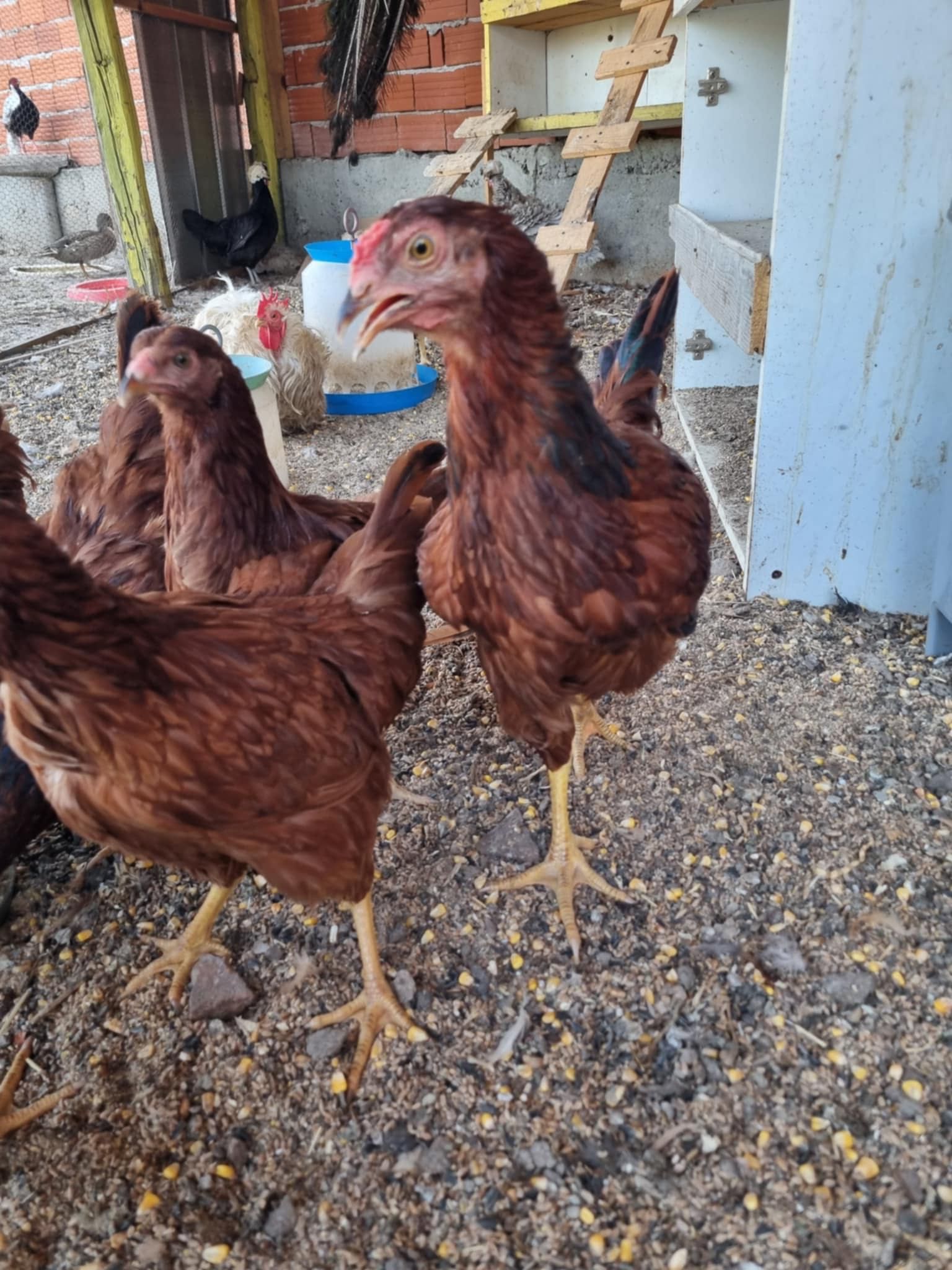 Червен Роуд Айлънд (Rhode Island Red)