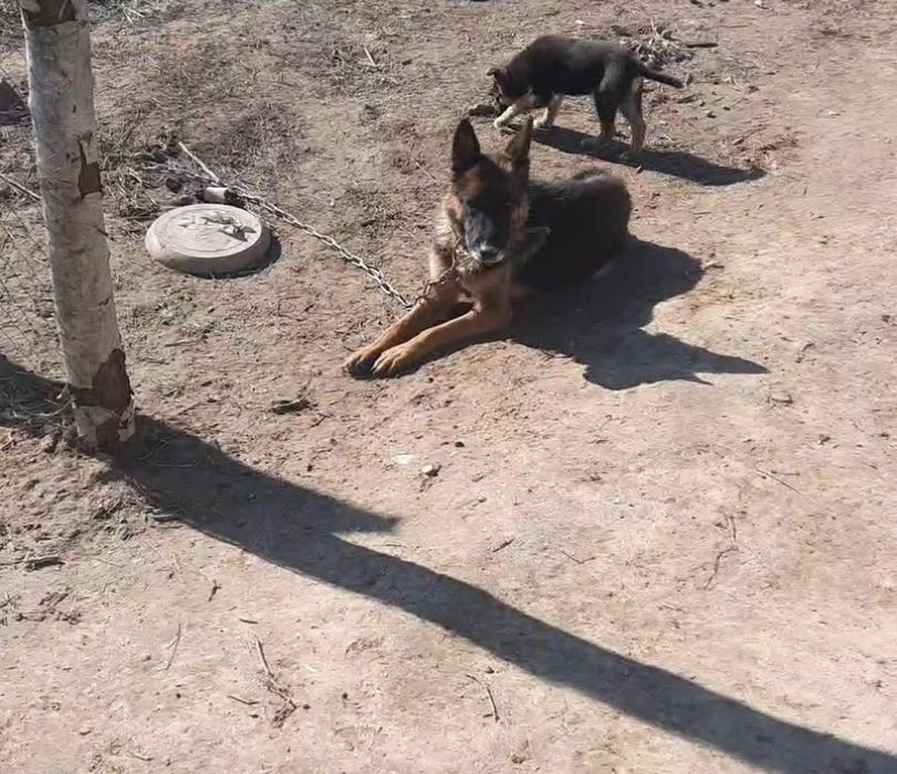 Немецкая овчарка сука обменяю на гусей